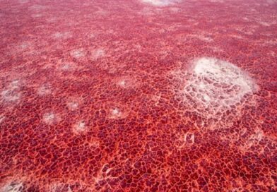 Tanzania: Lago Natron, chi entra diventa di pietra
