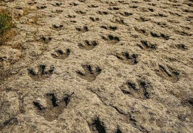 Bari Preistorica: L’ “Autostrada dei Dinosauri”